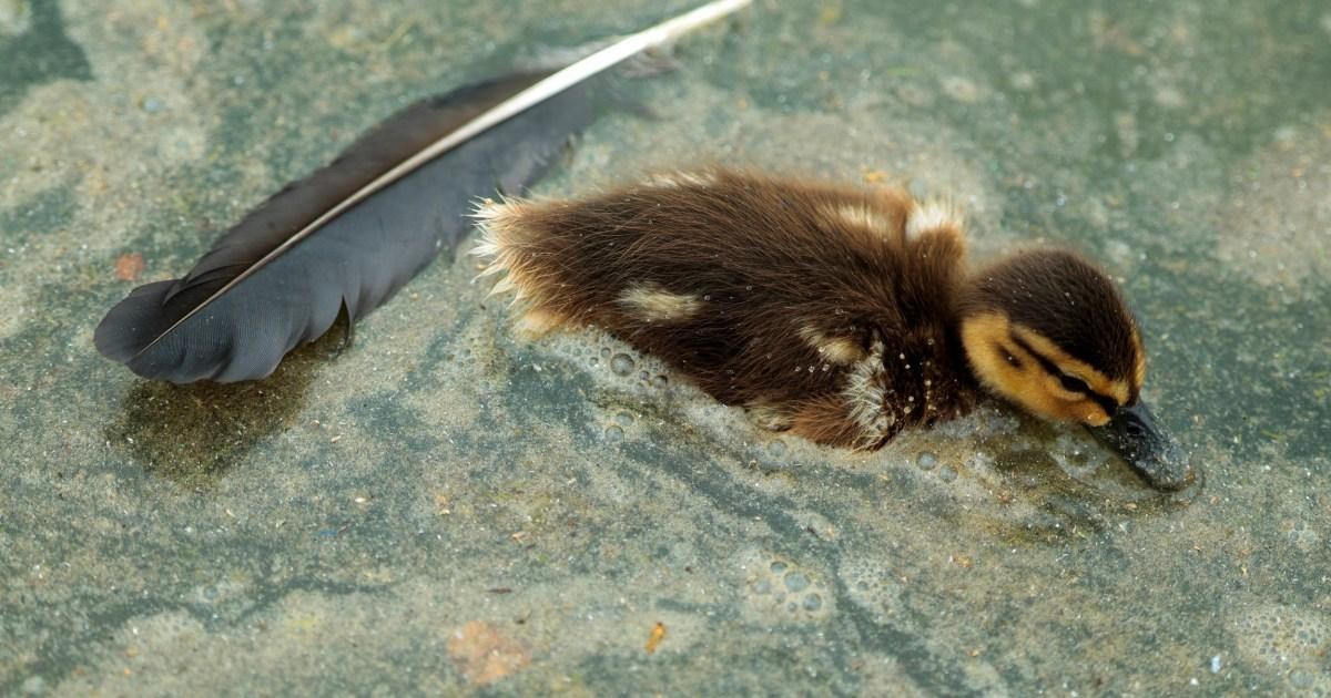 Dead duckling found floating in Donald Trump’s ‘improved’ reflecting pool