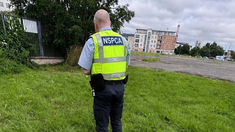 Dog found burned and pole put through it on council estate in Ballymun