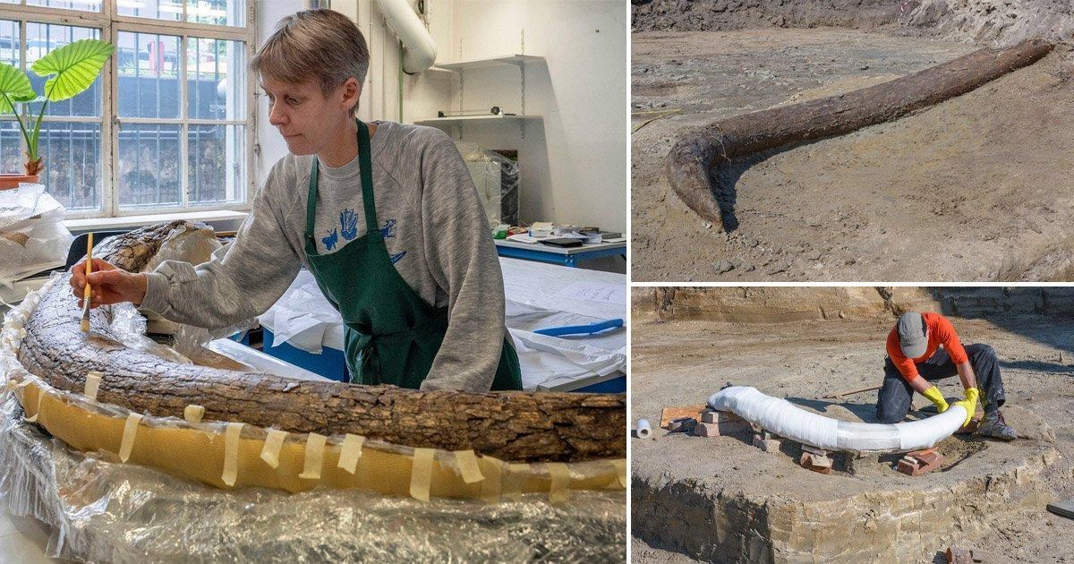 Post mortem reveals grim death woolly mammoth suffered 25,000 years ago