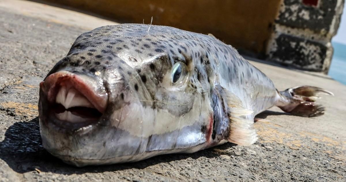 Toxic fish with razor sharp teeth are invading Greece in tourist season
