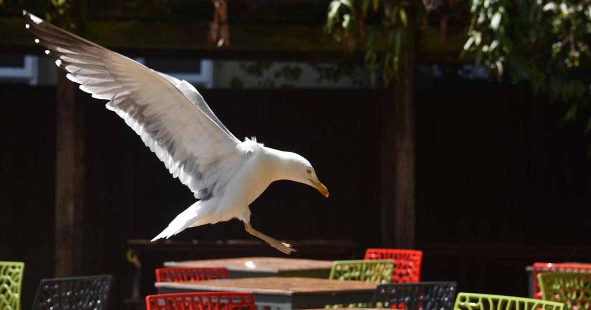 ‘Vicious’ seagulls plague Wetherspoons customers on pub terrace