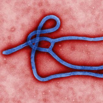 Should the CDC Director Go Next?