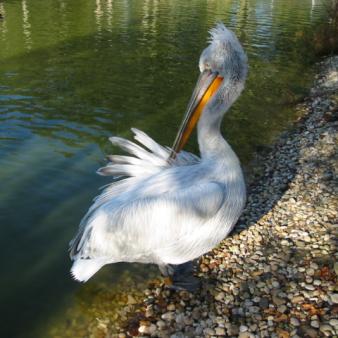 Go Pelicans!