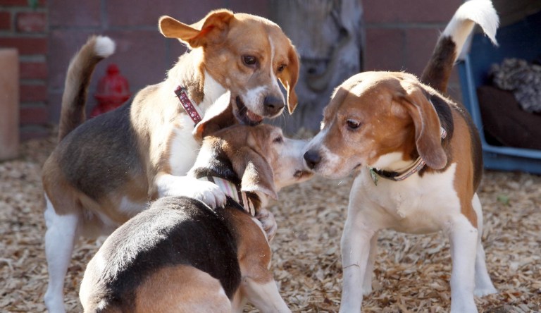Rescued beagles play at the Beagle Freedom Project facility in Los Angeles on Wednesday, Feb. 27, 2013. 