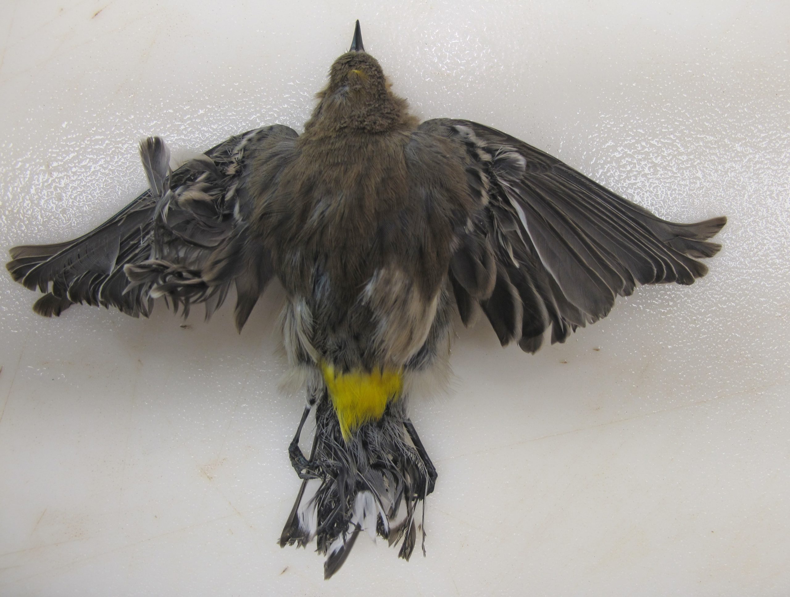 Emerging solar plants scorch birds in midair