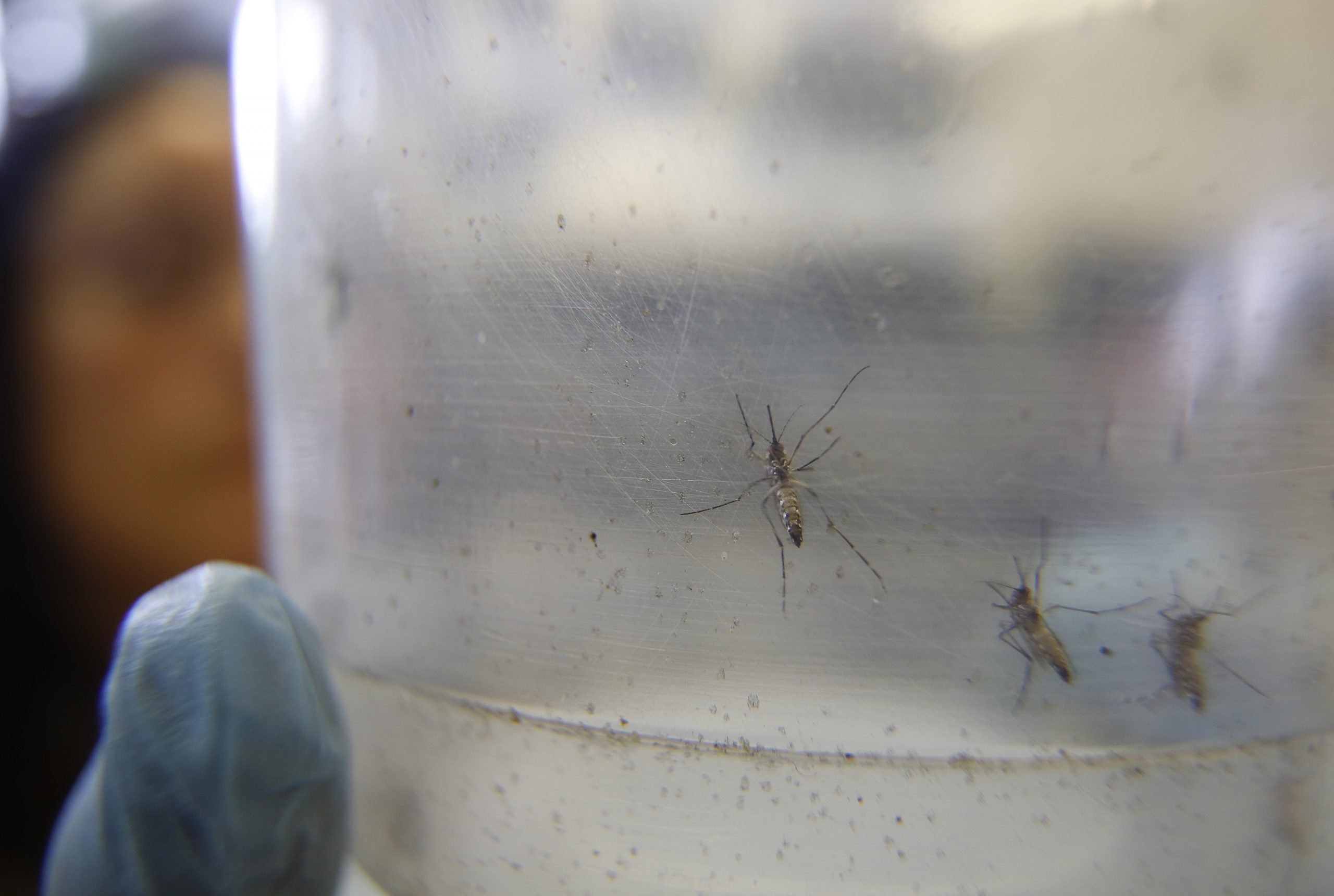 Zika comes to Canada