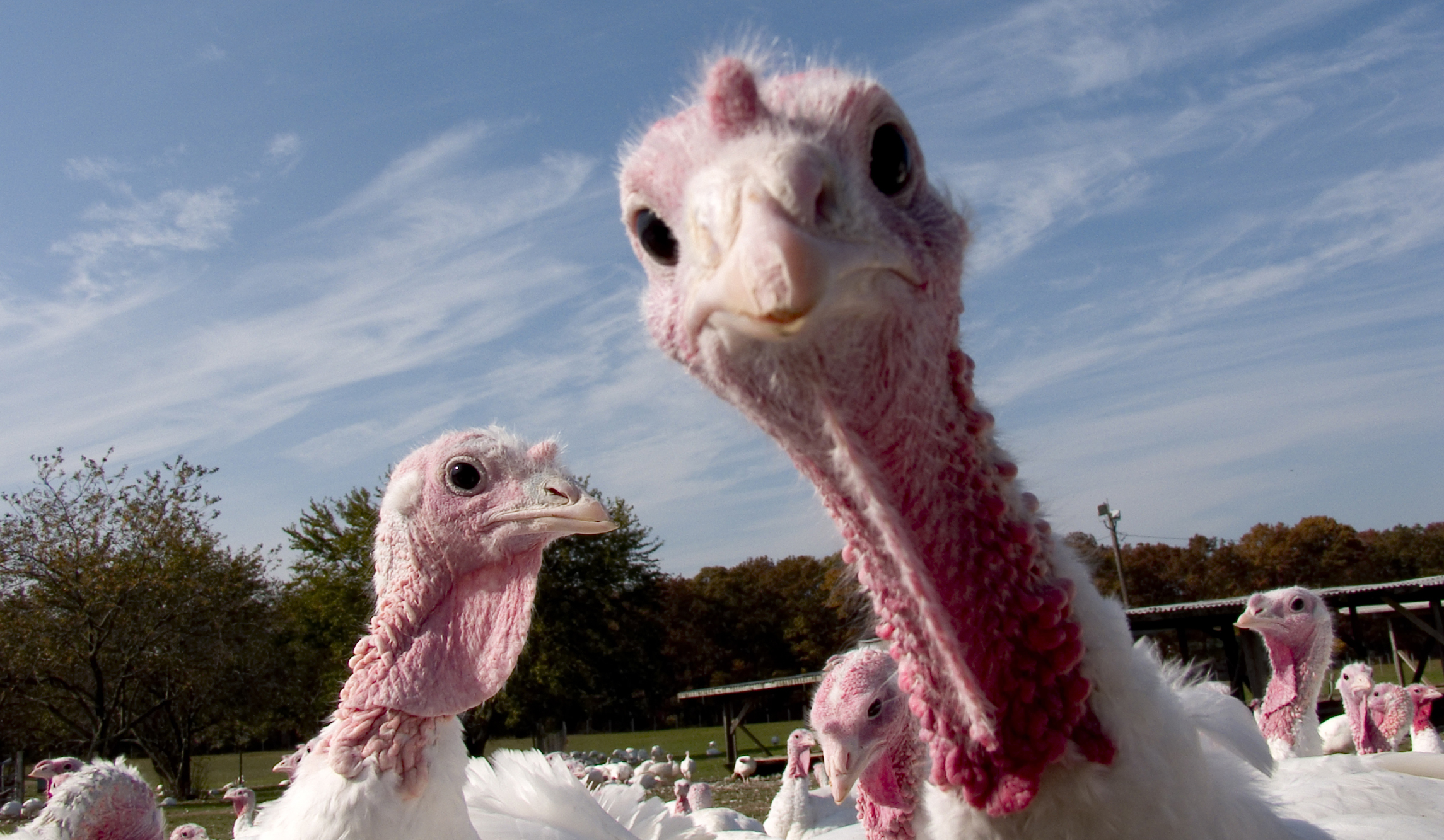 Thanksgiving 2017 by the numbers