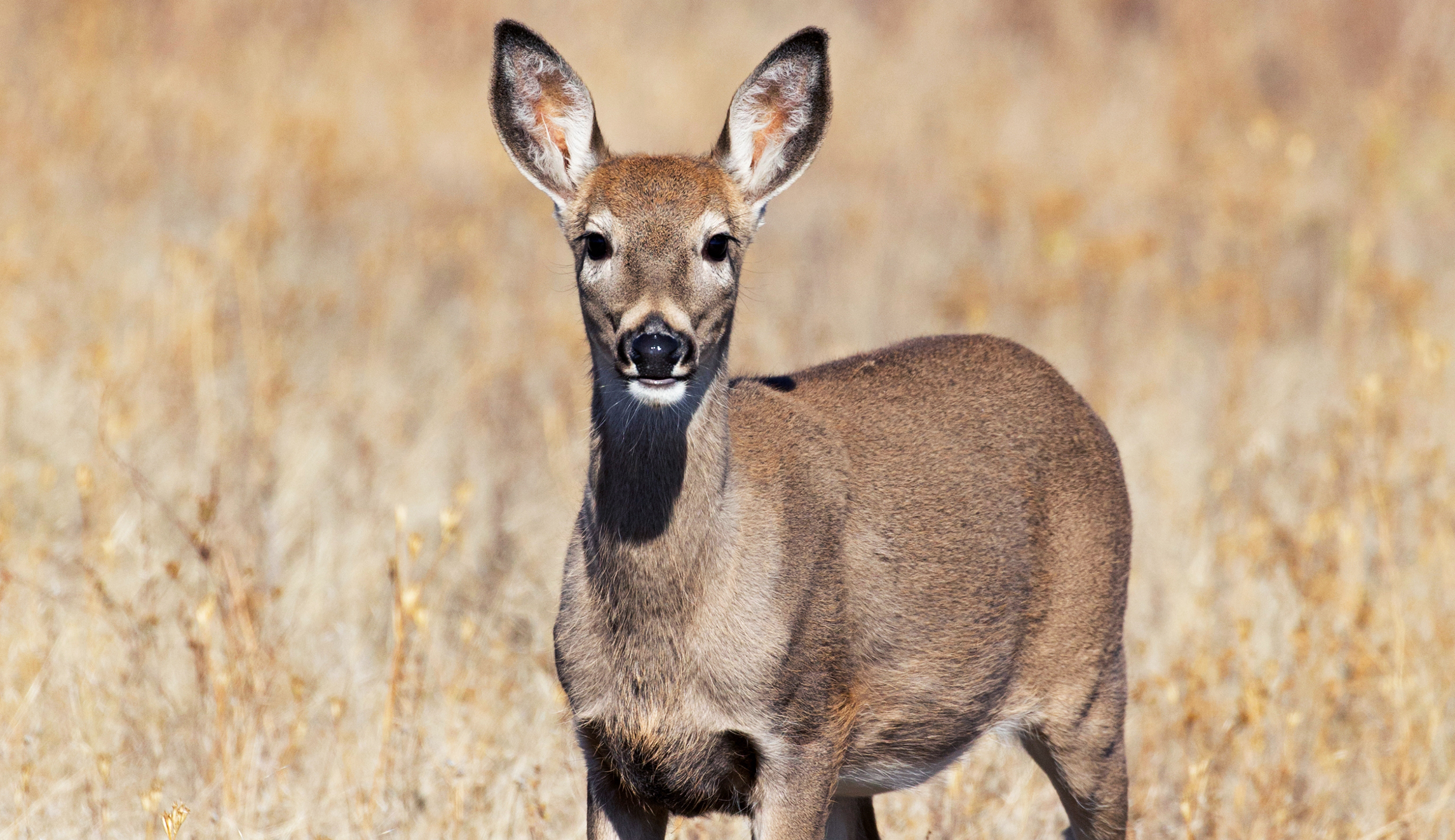 Oh, deer.