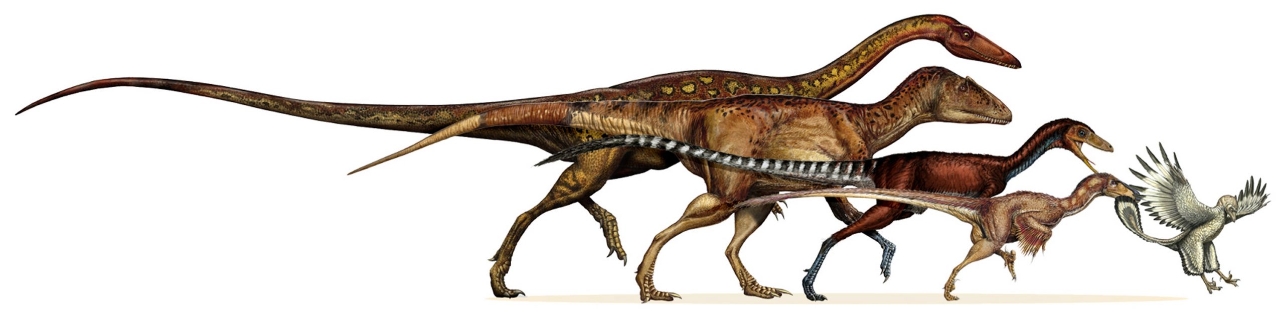 Study traces dinosaur evolution into early birds