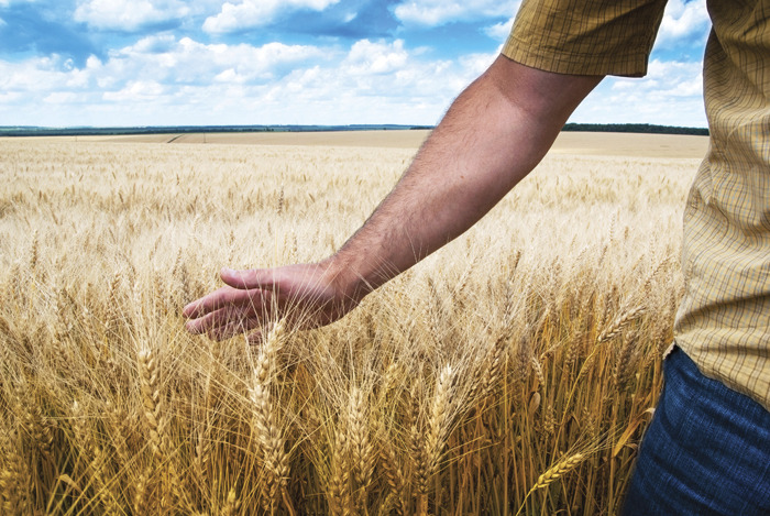 Cash crop