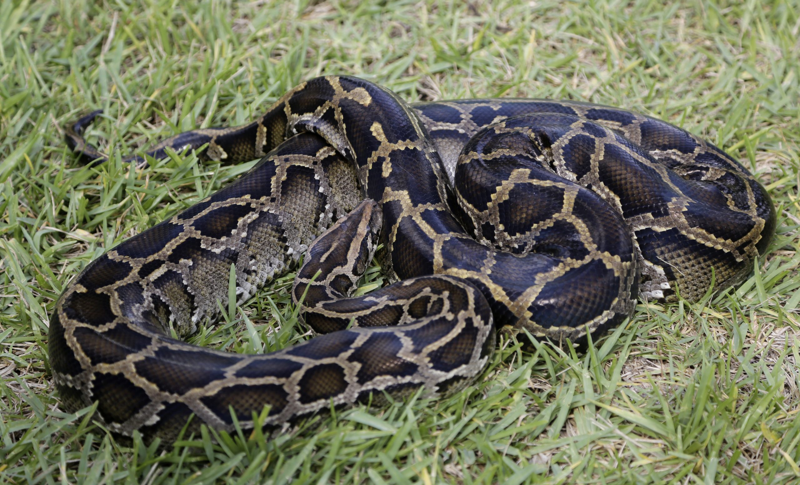 Python Challenge 093015
