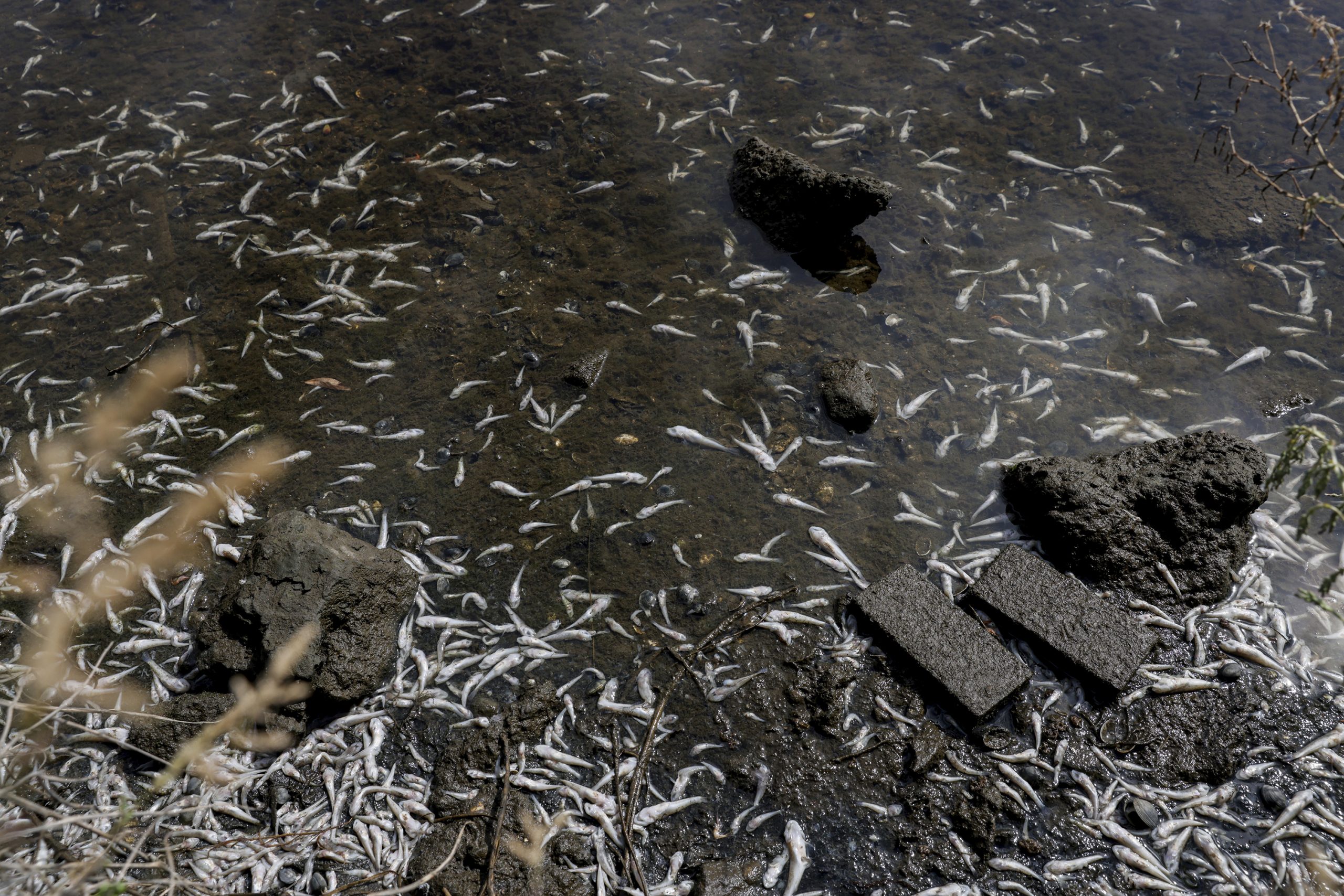 California Red Tide
