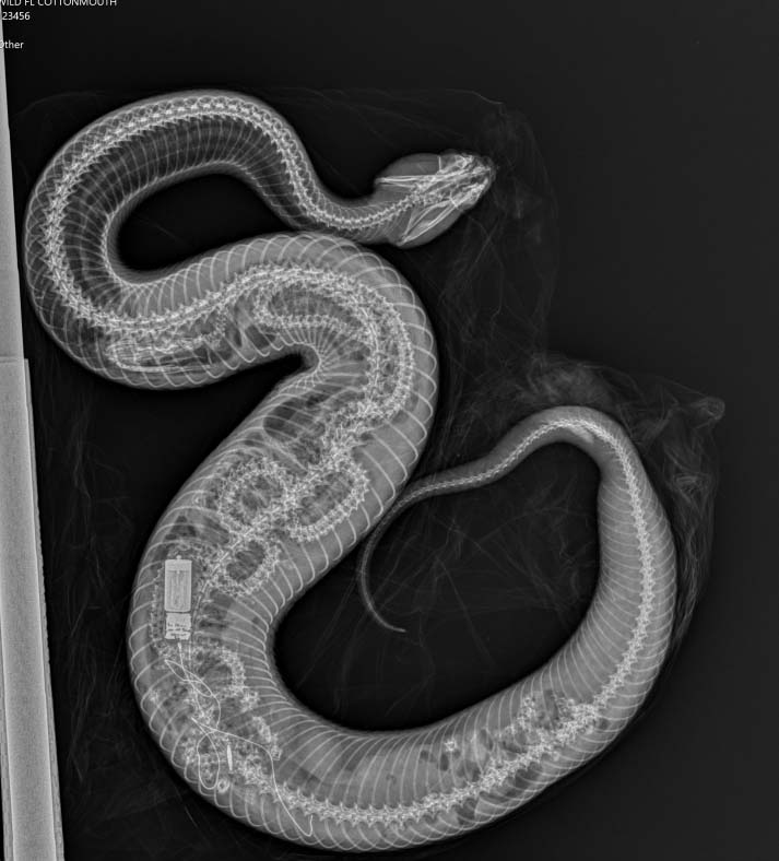 cottonmouth_edited.jpg