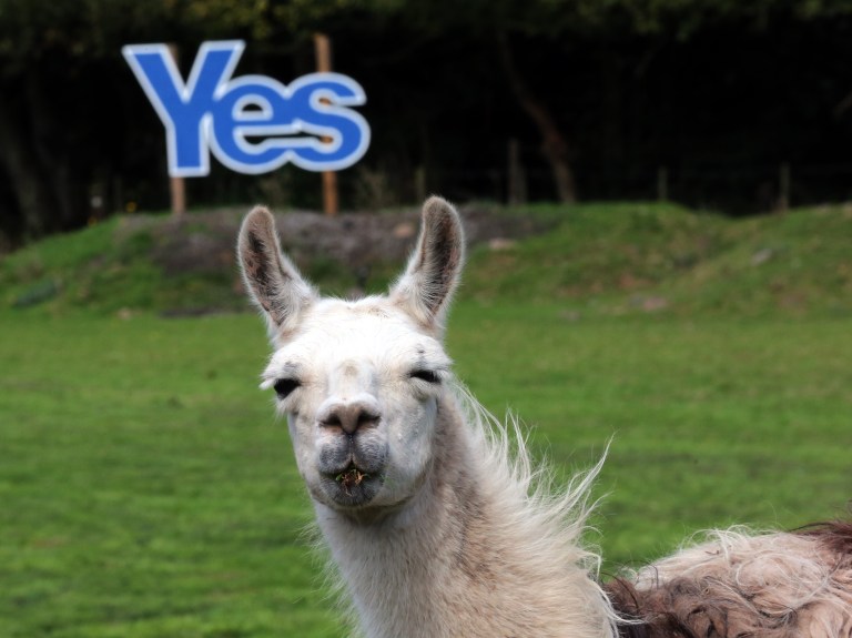 A Yes sign is displayed in a field with Llamas grazing in Jedburgh, Scotland, Monday, Sept. 8, 2014. The British government plans to offer Scotland more financial autonomy in the coming days as polls predict a very close vote in the September 18 referendum on Scottish independence. (AP Photo/Scott Heppell)