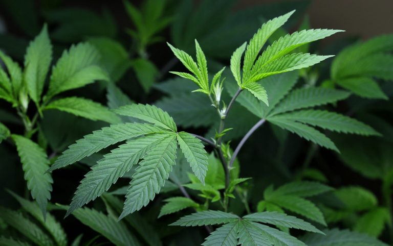 The District of Columbia is poised to join the growing rank of states that have legalized marijuana. (AP Photo)