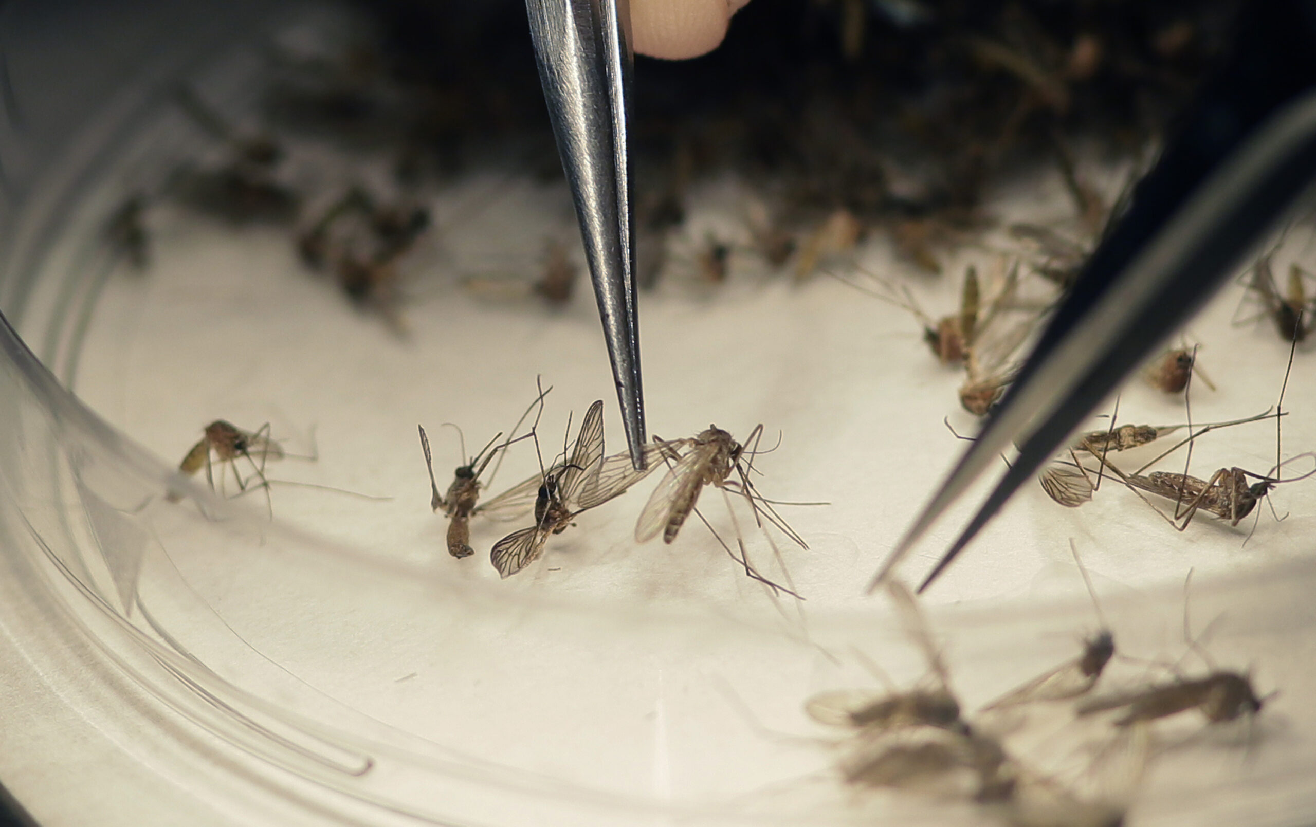 First genetically modified mosquitoes released in US