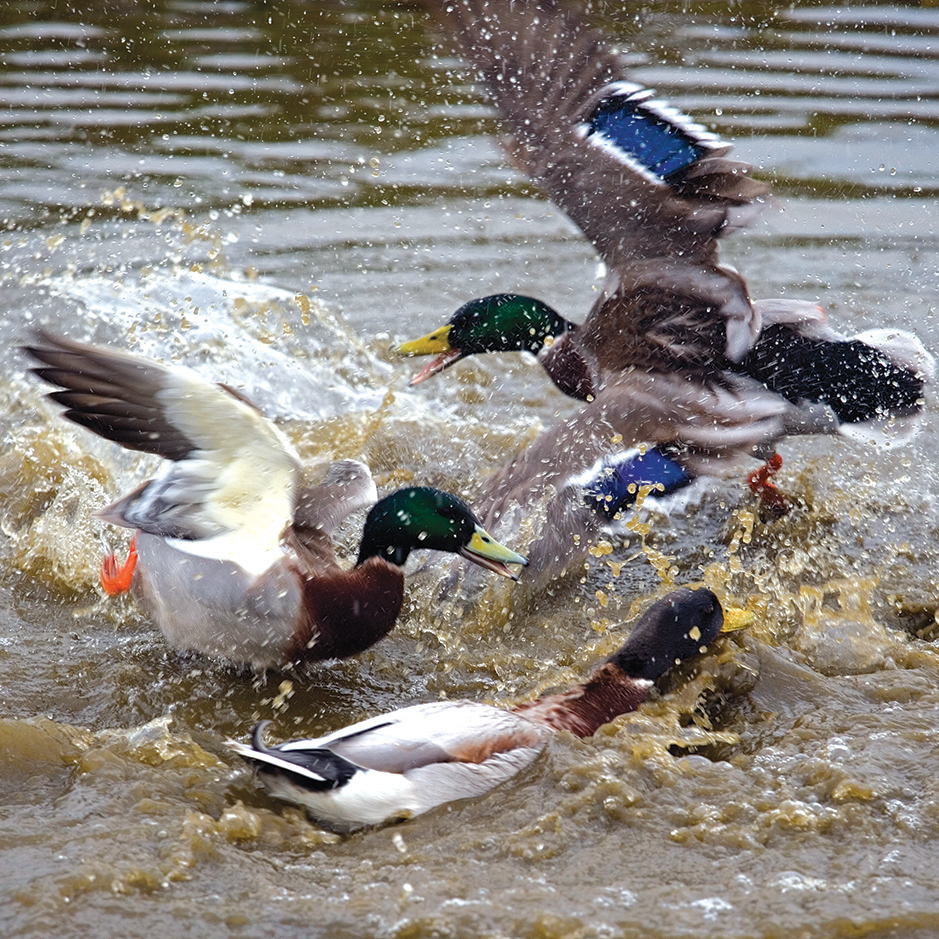 Minds Like Ducks