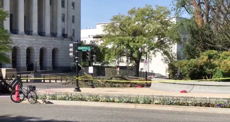 According to police, a large piece of a tree fell to the ground and hit the man, trapping him underneath it. (Image courtesy screenshot)