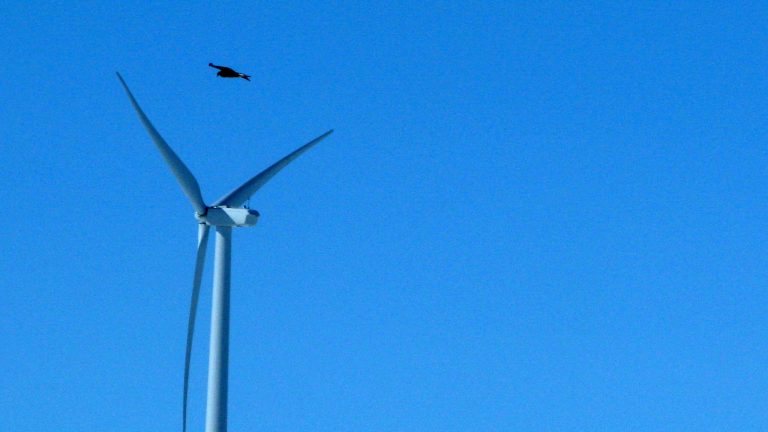 FILE - This April 18, 2013 file photo shows a golden eagle flying over a  wind turbine on Duke energy's top of the world wind farm in Converse County Wyo. The Obama administration will allow companies to seek authorization to kill and harm bald and golden eagles for up to 30 years without penalty in an effort to balance some of the environmental trade-offs of green energy. The change, requested by the wind energy industry and officially revealed Friday, will provide legal protection for the lifespan of wind farms and other projects that obtain a permit and do everything possible to avoid killing the birds. Companies will also have to commit to take additional measures if they exceed their permit limits or if new information suggests eagle populations  (AP Photo/Dina Cappiello, File)