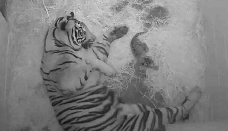 Sumatran tigers are endangered and about 400 of them are left in the wild. (Smithsonian's National Zoo)