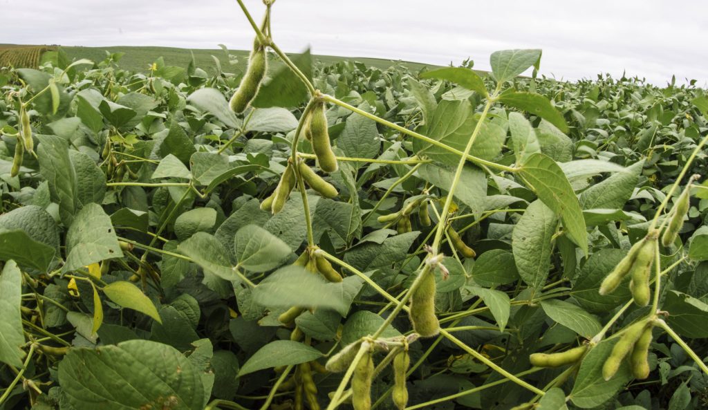 Missouri soybean farmers aren’t punishing GOP for Trump’s trade war