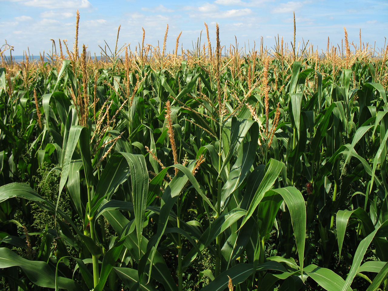 Corn Wars