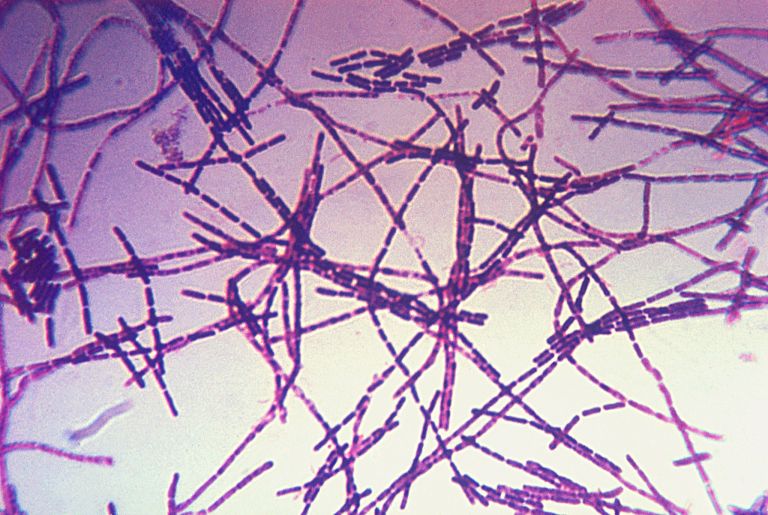 (Photo Credit: CDC, via Wikimedia Commons)