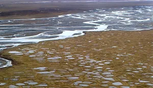 Little interest in first Trump lease sale in Alaska wildlife refuge, with only two bidders