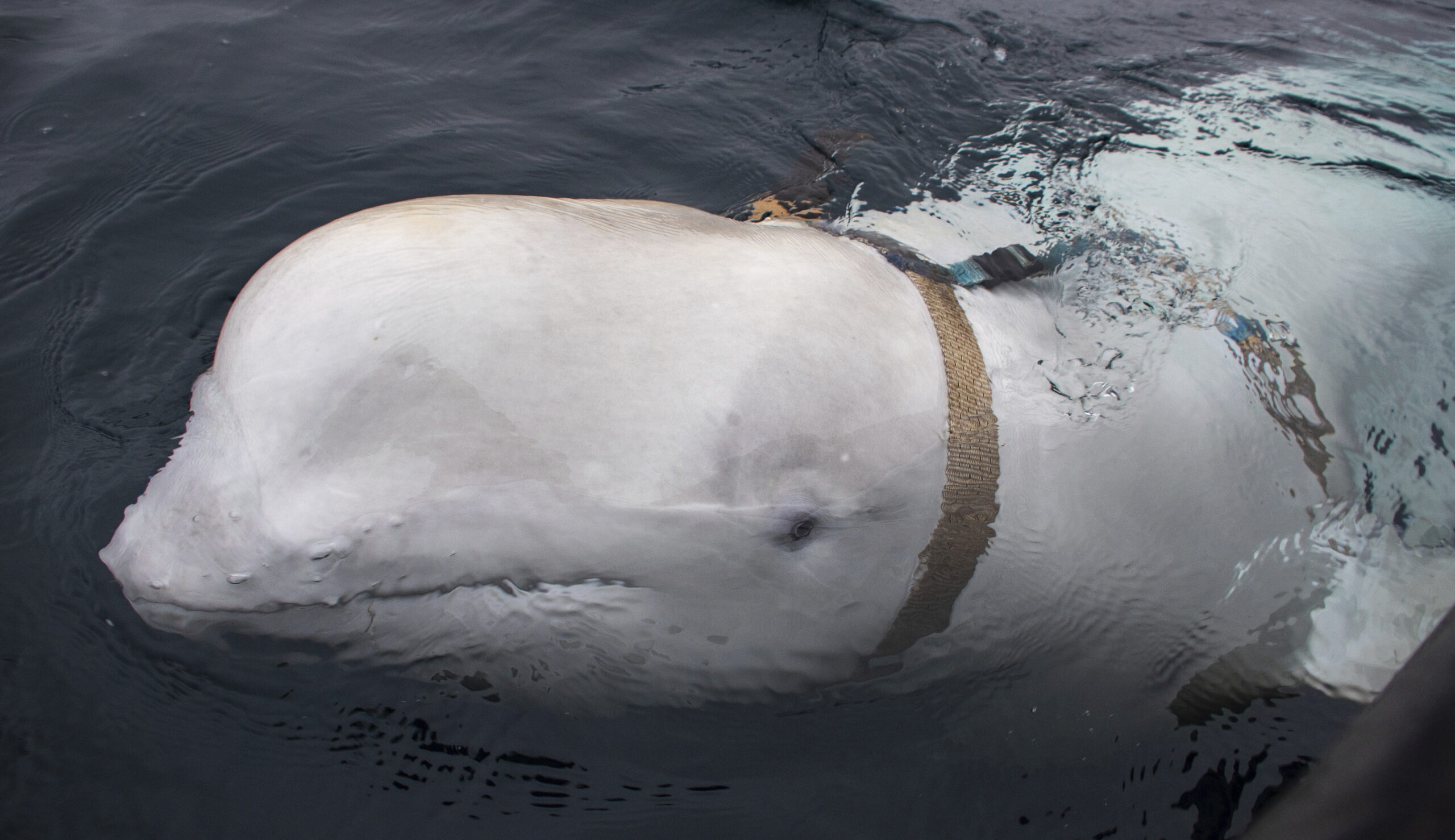 The SWIMS Act would put aquatic life at risk