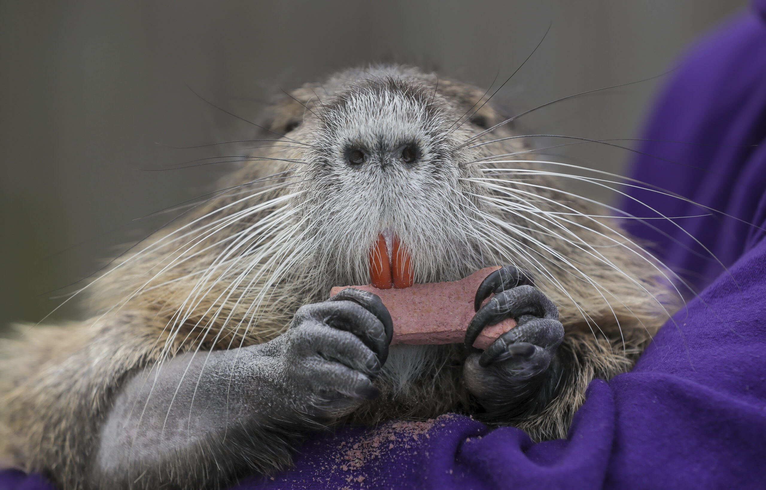 Nutria? Sweet! (A saccharine story)