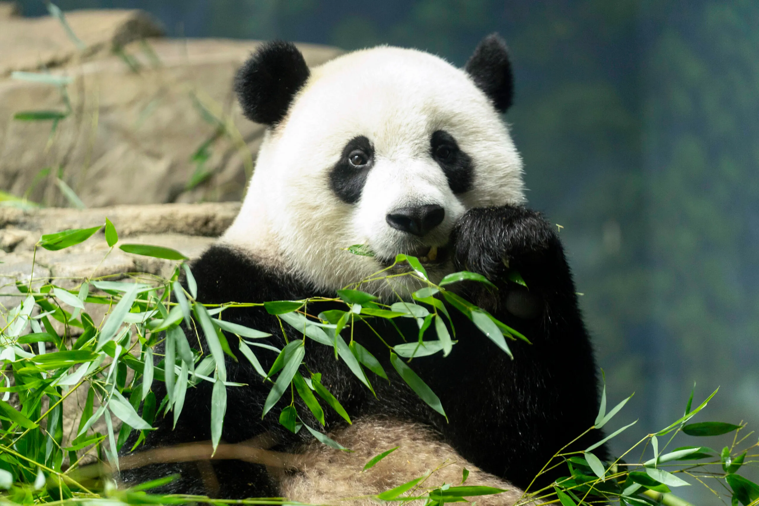 Smithsonian giant pandas leave US for China