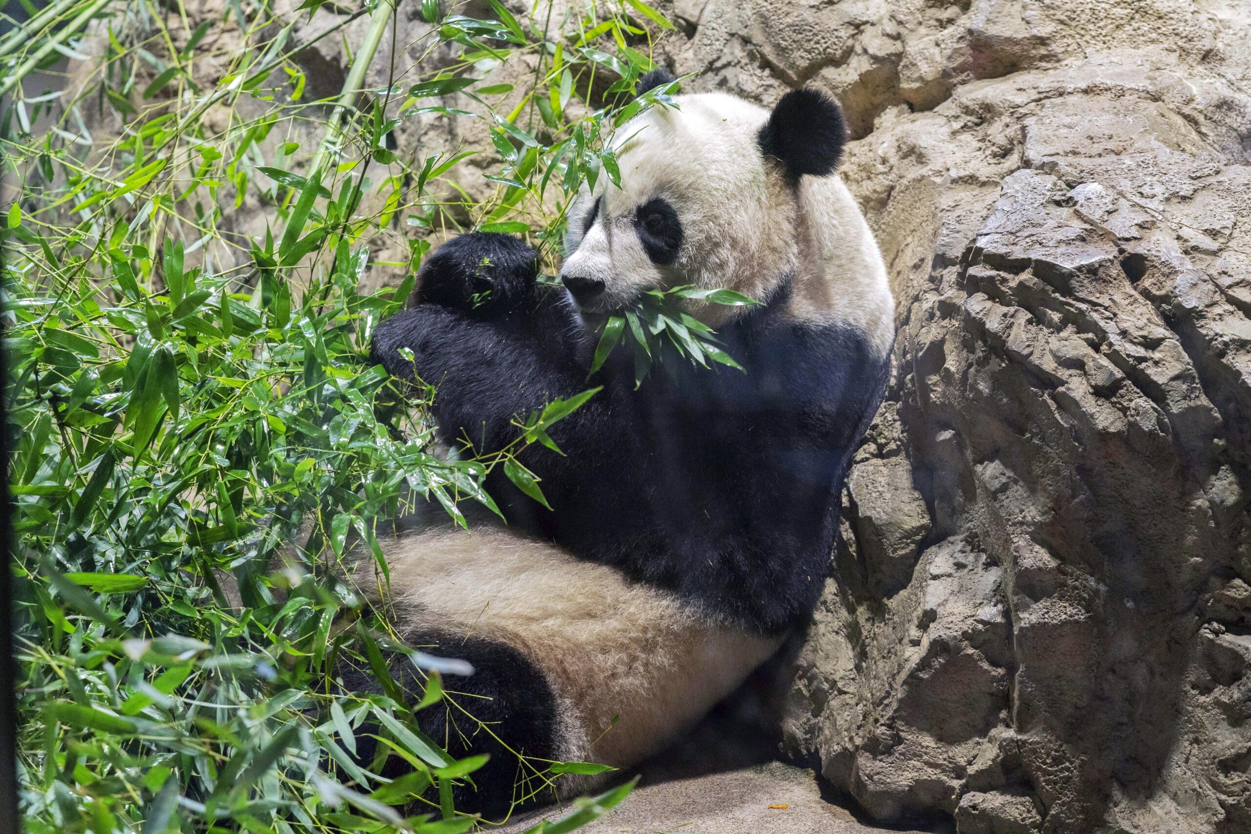 Panda Diplomacy