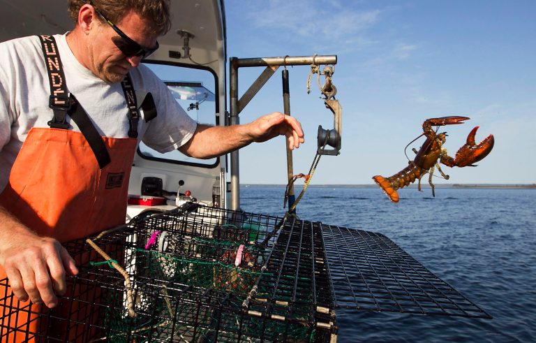 Maine lobster catch again tops 100 million pounds