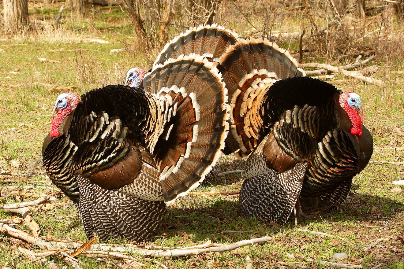 Turkey in the Straw