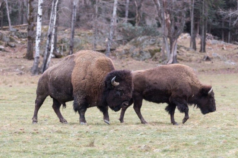 Department of the Interior Fish and Wildlife Service officials often decide whether to add creatures to the Endangered Species Act lists for government protection based on the guidance of experts with financial and professional conflicts of interest, according to a congressional report. (iStock)