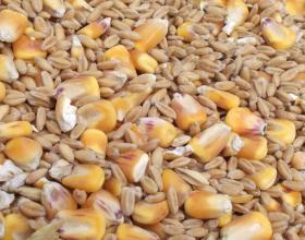 The Holy Grain
