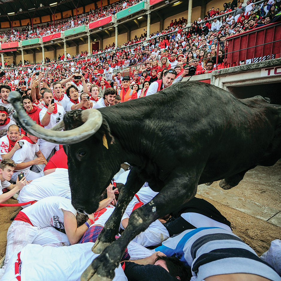 Chicken Among Bulls