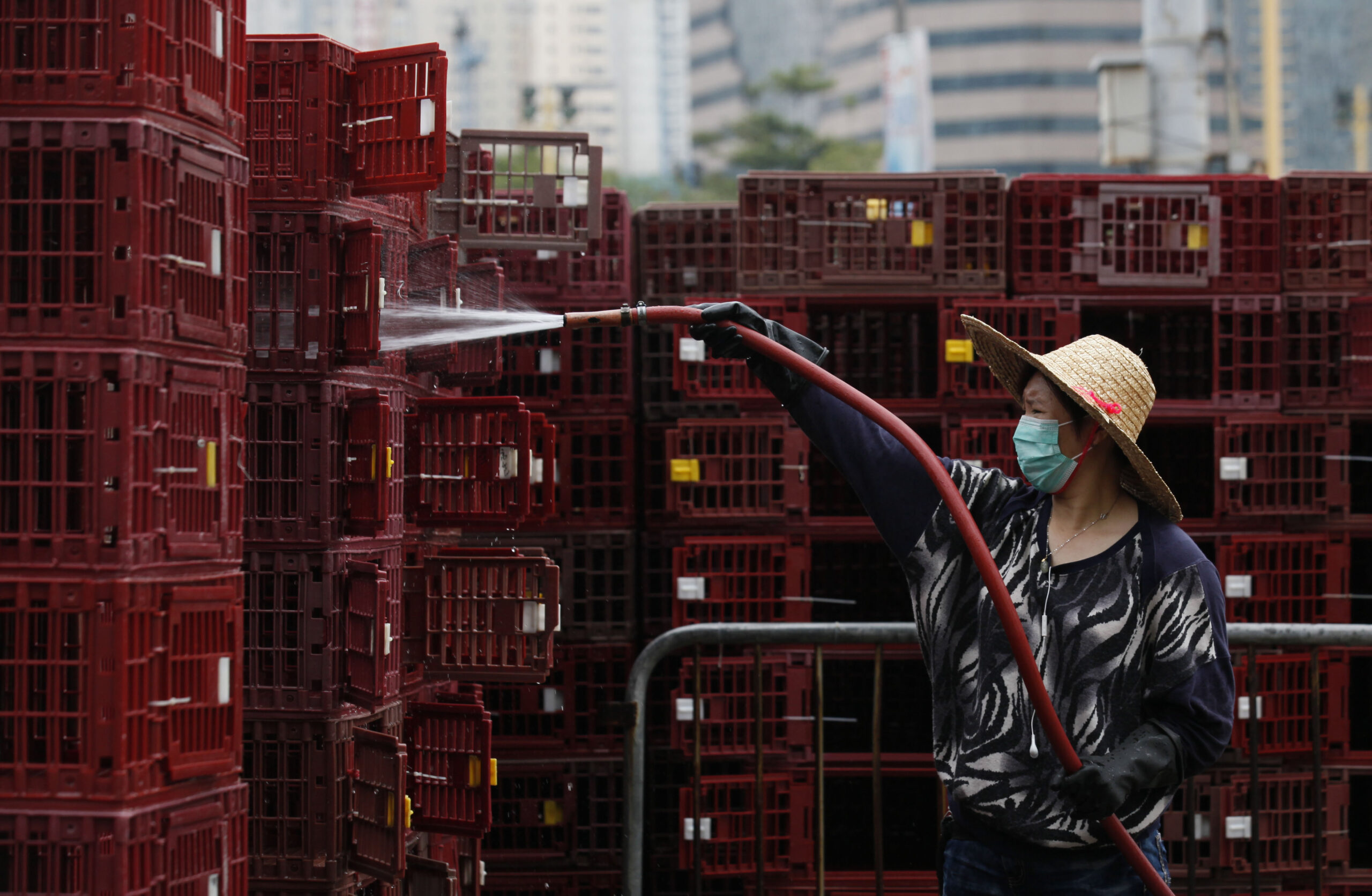 Scientists plan controversial lab-made bird flu