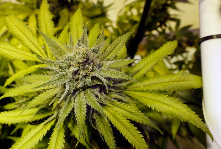Retail marijuana grows at 3D Cannabis Center, in Denver. (AP/Brennan Linsley)