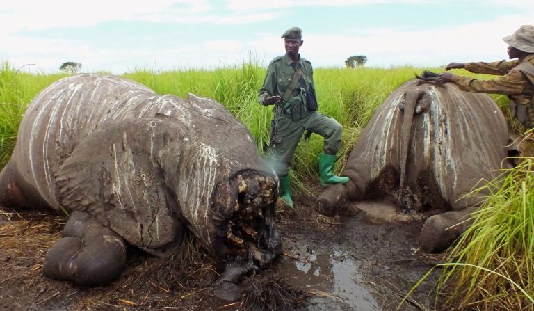 Poachers massacre 68 elephants in Congo park