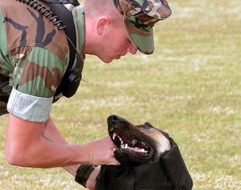 Man’s Best Friend