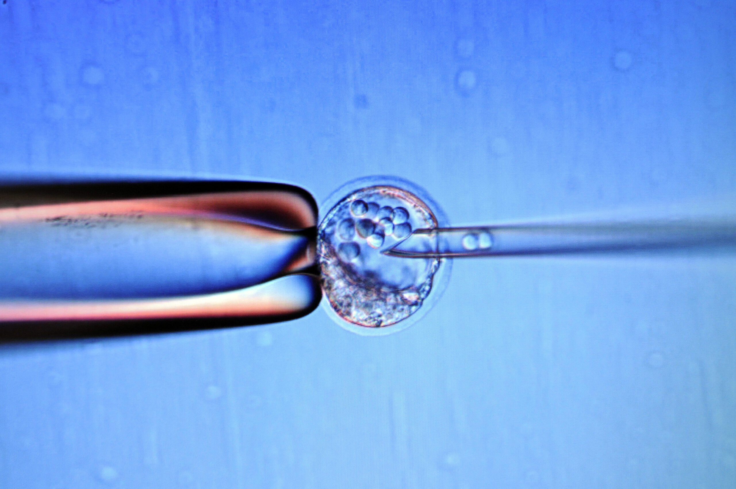 The Great Stem Cell Hoax