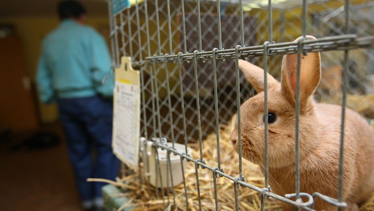 New viral outbreak killing thousands of wild rabbits
