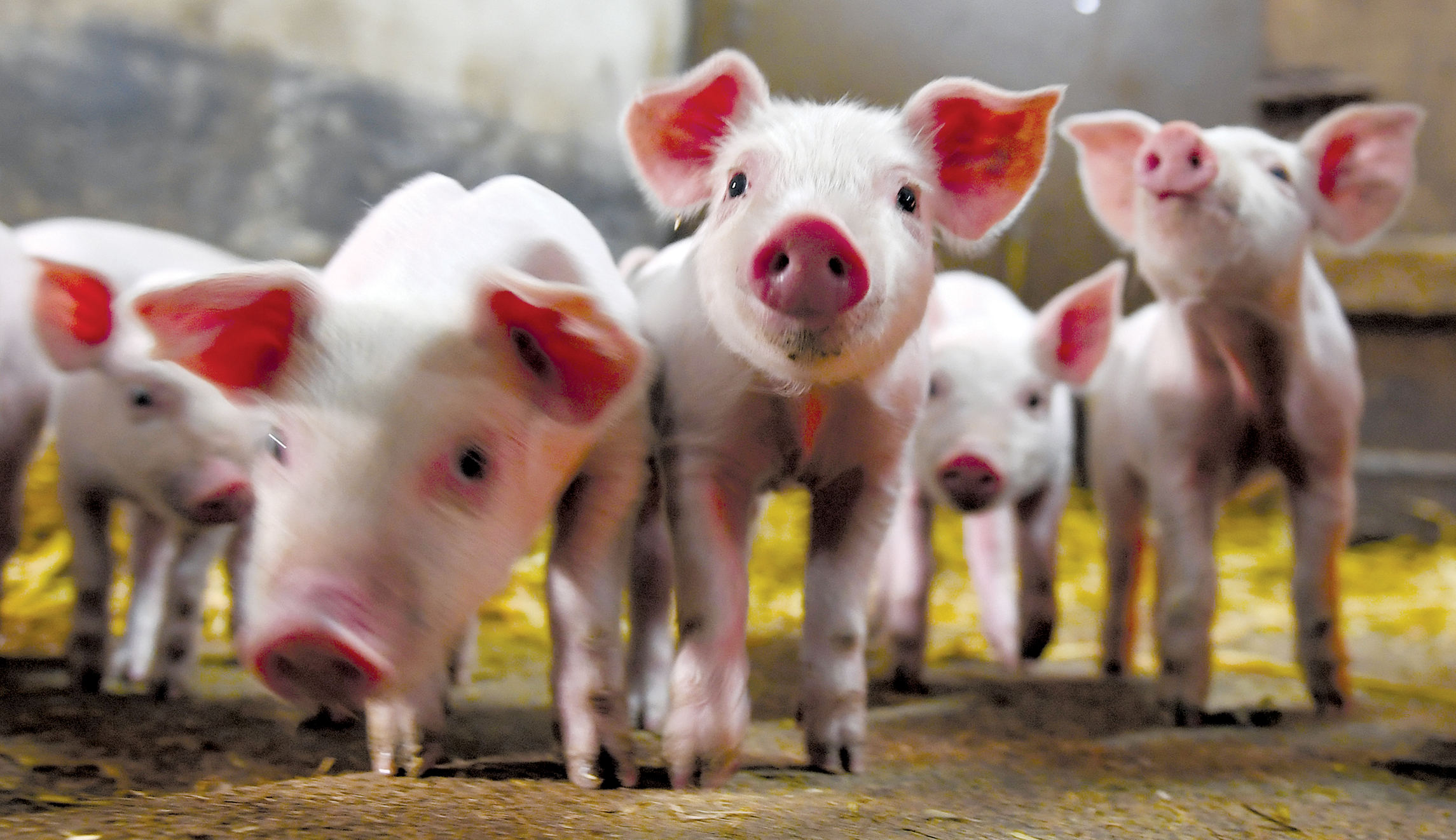 Eat like a pig