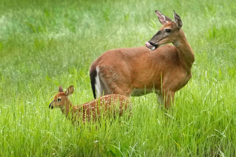 Wisconsin Republicans seek four-year ban on doe hunting over declining population