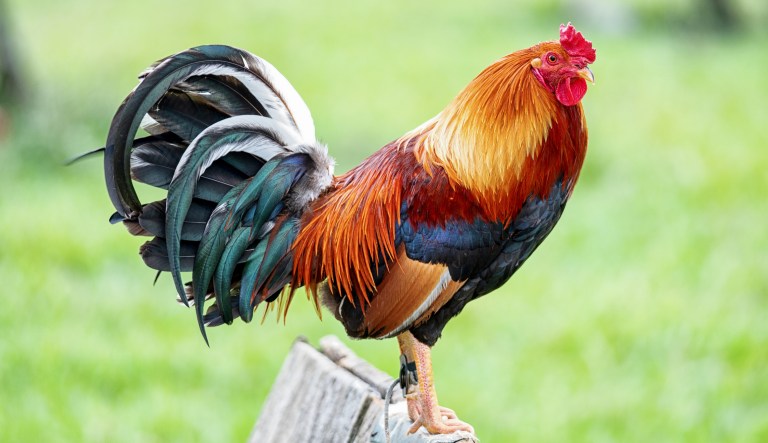 Mexican cartel not only forced vendors to buy chicken at inflated prices but sold them bad birds