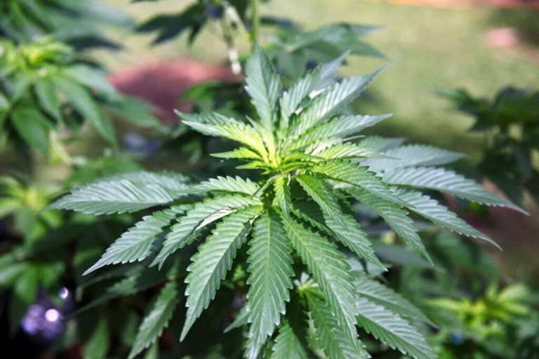 It’s time to stop celebrating April 20 as a day for marijuana