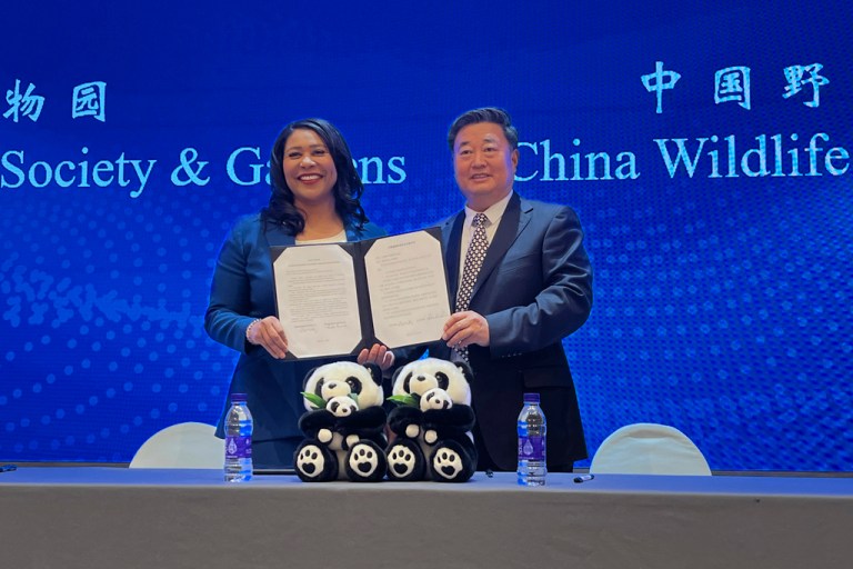 London Breed’s panda proposal rejected by Board of Supervisors