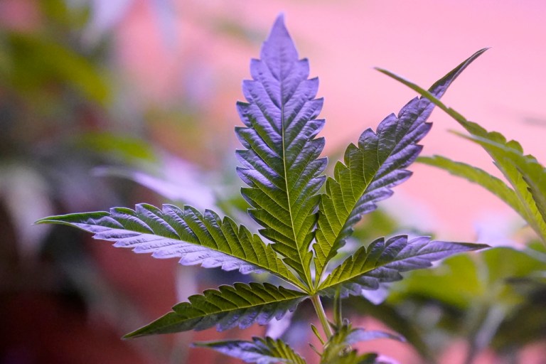 Rescheduling marijuana would be dangerously premature 