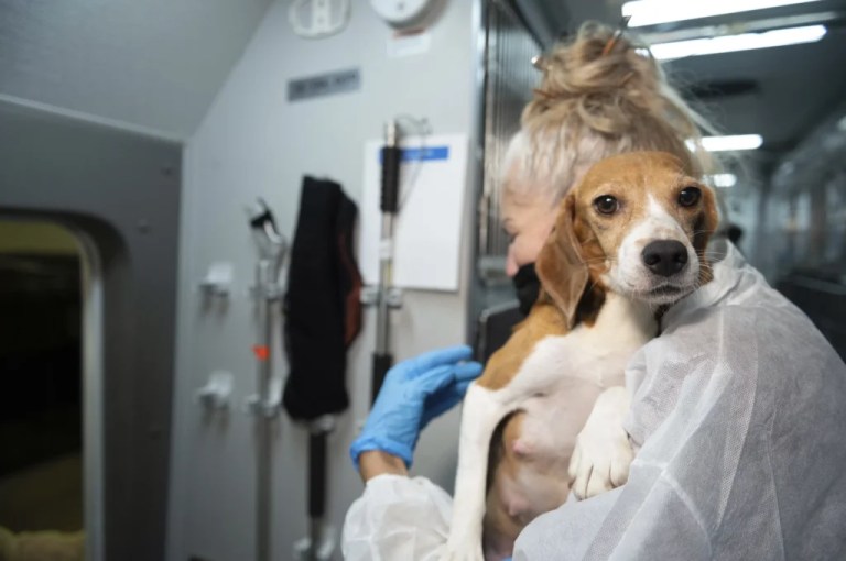 An HSUS Animal Rescue Team member carries a beagle into the organization's care and rehabilitation center in Maryland on Thursday, July 21, 2022, after the organization removed the first 201 beagles as part of a transfer plan from Envigo RMS LLC facility in Cumberland, Va. The Humane Society of the United States says it has removed the last group of beagles from a troubled breeding facility in Virginia that had planned to sell the dogs to animal testing labs. The organization said it took away the remaining 312 dogs at the facility in Cumberland on Thursday, Sept. 1. (Kevin Wolf/AP Images for the HSUS)